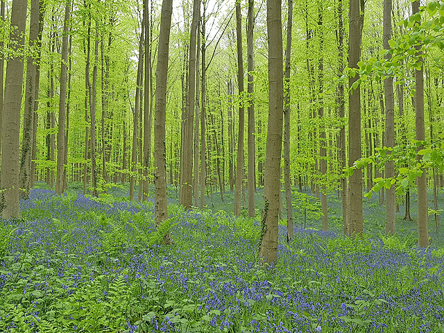 Walloon (Belgium) Regional Picture (04)