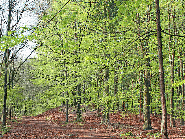 Drenthe (Netherlands) Regional Picture (01)